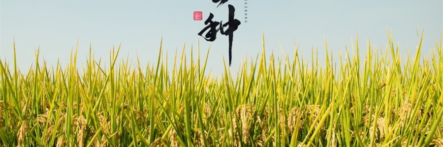 芒種 | 風吹麥浪，蟬鳴夏忙