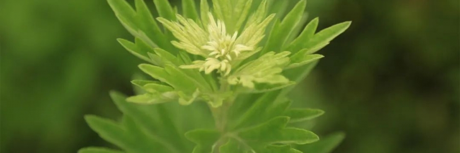 化成了灰也還是個(gè)寶，我勸你最好珍惜！