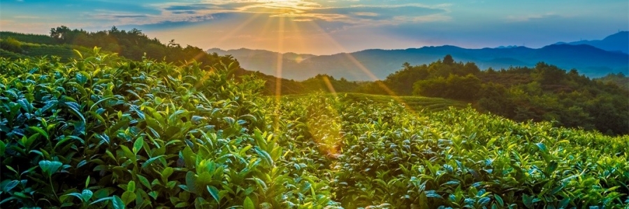 “三陽開泰”防病疫，這才是升陽的無上心法！