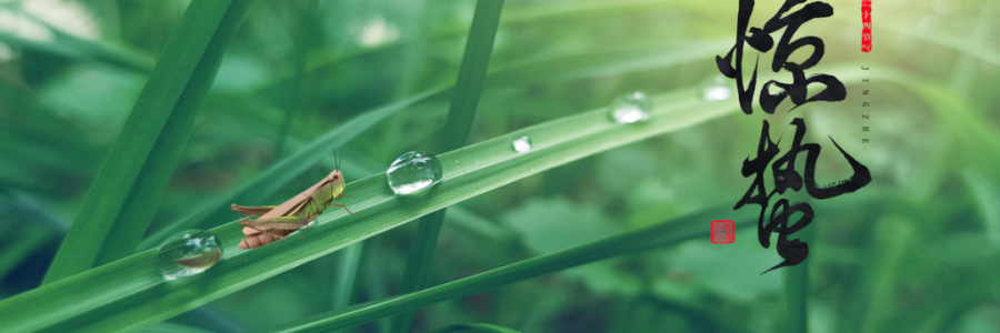 驚蟄丨蓄勢而蟄，應時而驚